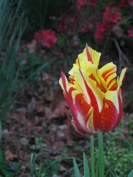 1 tulip
