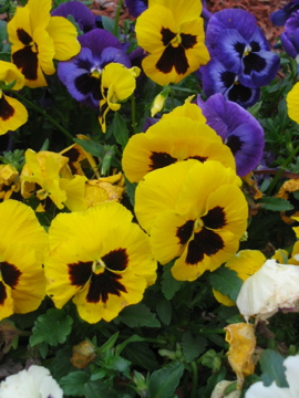 pansy #2